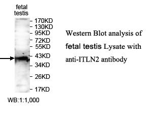 ITLN2 / Intelectin 2 Antibody