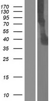 ITLN2 / Intelectin 2 Protein - Western validation with an anti-DDK antibody * L: Control HEK293 lysate R: Over-expression lysate