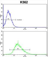 ITM2A Antibody - ITM2A Antibody flow cytometry of k562 cells (bottom histogram) compared to a negative control cell (top histogram). FITC-conjugated goat-anti-rabbit secondary antibodies were used for the analysis.