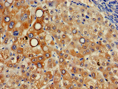 ITM2A Antibody - Immunohistochemistry of paraffin-embedded human tonsil tissue using ITM2A Antibody at dilution of 1:100