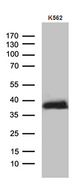 ITM2A Antibody - Western blot analysis of extracts. (35ug) from K562 cell line by using anti-ITM2A monoclonal antibody. (1:500)
