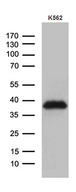 ITM2A Antibody - Western blot analysis of extracts. (35ug) from K562 cell line by using anti-ITM2A monoclonal antibody. (1:500)