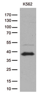 ITM2A Antibody - Western blot analysis of extracts. (35ug) from cell lines and/or tissue lysates by using anti-ITM2A monoclonal antibody. (1:500)