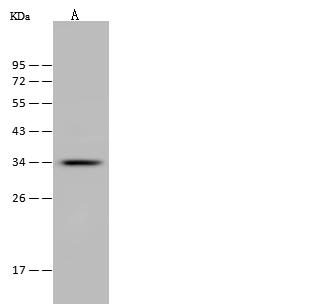 ITM2A Antibody - Anti-ITM2A rabbit polyclonal antibody at 1:500 dilution. Lane A: K562 Whole Cell Lysate. Lysates/proteins at 30 ug per lane. Secondary: Goat Anti-Rabbit IgG (H+L)/HRP at 1/10000 dilution. Developed using the ECL technique. Performed under reducing conditions. Predicted band size: 30 kDa. Observed band size: 33 kDa.