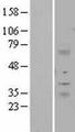 ITM2A Protein - Western validation with an anti-DDK antibody * L: Control HEK293 lysate R: Over-expression lysate