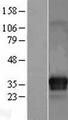 ITM2C Protein - Western validation with an anti-DDK antibody * L: Control HEK293 lysate R: Over-expression lysate