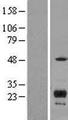 ITM2C Protein - Western validation with an anti-DDK antibody * L: Control HEK293 lysate R: Over-expression lysate