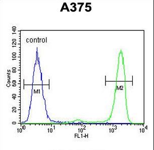 ITPA Antibody - ITPA Antibody flow cytometry of A375 cells (right histogram) compared to a negative control cell (left histogram). FITC-conjugated goat-anti-rabbit secondary antibodies were used for the analysis.