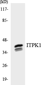 ITPK1 Antibody - Western blot analysis of the lysates from HepG2 cells using ITPK1 antibody.