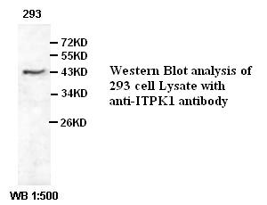 ITPK1 Antibody