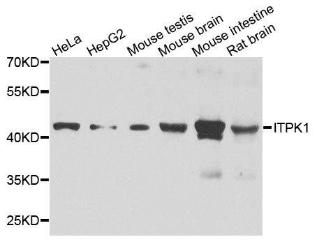 ITPK1 Antibody - Western blot analysis of extracts of various cell lines.