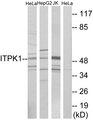 ITPK1 Antibody - Western blot analysis of extracts from HeLa cells, HepG2 cells and Jurkat cells, using ITPK1 antibody.