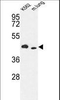 ITPKA Antibody - Western blot of hITPKA-E360 in K562 cell line and mouse lung tissue lysates (35 ug/lane). ITPKA (arrow) was detected using the purified antibody.