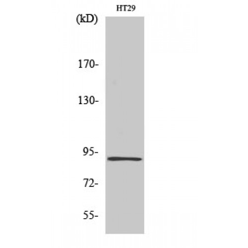 ITPKC Antibody - Western blot of InsP 3-kinase C antibody