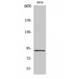 ITPKC Antibody - Western blot of InsP 3-kinase C antibody