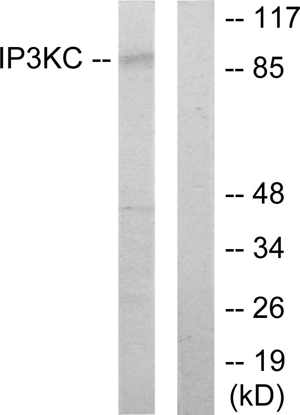 ITPKC Antibody - Western blot analysis of lysates from HT-29 cells, using IP3KC Antibody. The lane on the right is blocked with the synthesized peptide.