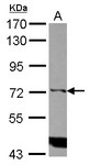 ITPKC Antibody - Sample (30 ug of whole cell lysate) A: Raji 7.5% SDS PAGE ITPKC / IP3KC antibody diluted at 1:1000