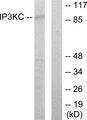 ITPKC Antibody - Western blot analysis of extracts from HT-29 cells, using IP3KC antibody.
