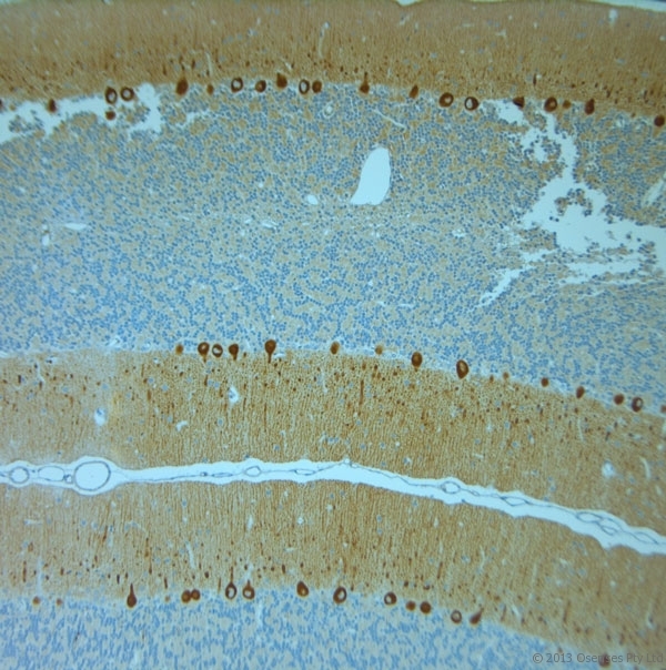 ITPR1 / IP3 Receptor Type 1 Antibody - Rabbit antibody to IP3R 1 (700-750). IHC-P on paraffin sections of rat cerebellum. The animal was perfused using Autoperfuser at a pressure of 110 mm Hg with 300 ml 4% FA and further post fixed overnight before being processed for paraffin embedding. HIER: Tris-EDTA, pH 9 for 20 min using Thermo PT Module. Blocking: 0.2% LFDM in TBST filtered through a 0.2 micron filter. Detection was done using Novolink HRP polymer from Leica following manufacturers instructions. Primary antibody: dilution 1:1000, incubated 30 min at RT (using Autostainer). Sections were counterstained with Harris Hematoxylin.