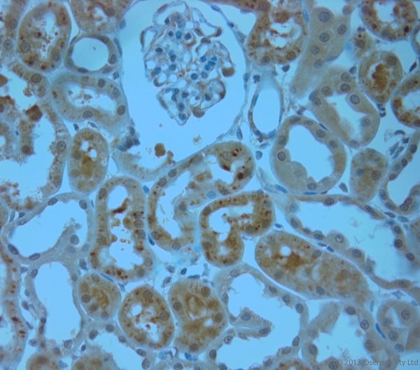 ITPR1 / IP3 Receptor Type 1 Antibody - Rabbit antibody to IP3R 1 (700-750). IHC-P on paraffin sections of rat kidney. The animal was perfused using Autoperfuser at a pressure of 110 mm Hg with 300 ml 4% FA and further post fixed overnight before being processed for paraffin embedding. HIER: Tris-EDTA, pH 9 for 20 min using Thermo PT Module. Blocking: 0.2% LFDM in TBST filtered through a 0.2 micron filter. Detection was done using Novolink HRP polymer from Leica following manufacturers instructions. Primary antibody: dilution 1:1000, incubated 30 min at RT (using Autostainer). Sections were counterstained with Harris Hematoxylin.