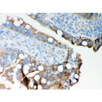ITPR3 Antibody - ITPR3 antibody IHC-paraffin. IHC(P): Rat Intestine Tissue.