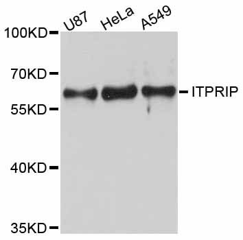 ITPRIP Antibody - Western blot analysis of extracts of various cell lines, using ITPRIP antibody at 1:3000 dilution. The secondary antibody used was an HRP Goat Anti-Rabbit IgG (H+L) at 1:10000 dilution. Lysates were loaded 25ug per lane and 3% nonfat dry milk in TBST was used for blocking. An ECL Kit was used for detection and the exposure time was 30s.