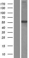 ITPRIPL2 Protein - Western validation with an anti-DDK antibody * L: Control HEK293 lysate R: Over-expression lysate