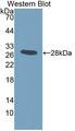 ITSN1 / ITSN Antibody - Western blot of ITSN1 / ITSN antibody with recombinant ITSN1 encoding aa 1-227 of rat ITSN1.
