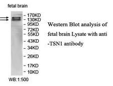 ITSN1 / ITSN Antibody