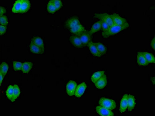 ITSN2 Antibody - Immunofluorescent analysis of HepG2 cells using ITSN2 Antibody at a dilution of 1:100 and Alexa Fluor 488-congugated AffiniPure Goat Anti-Rabbit IgG(H+L)