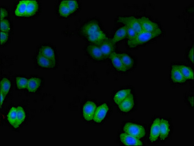 ITSN2 Antibody - Immunofluorescent analysis of HepG2 cells using ITSN2 Antibody at dilution of 1:100 and Alexa Fluor 488-congugated AffiniPure Goat Anti-Rabbit IgG(H+L)