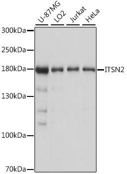 ITSN2 Antibody - Western blot analysis of extracts of various cell lines using ITSN2 Polyclonal Antibody at dilution of 1:1000.