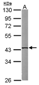 IVD Antibody - Sample (50 ug of whole cell lysate). A: Mouse brain. 10% SDS PAGE. IVD antibody diluted at 1:1000.