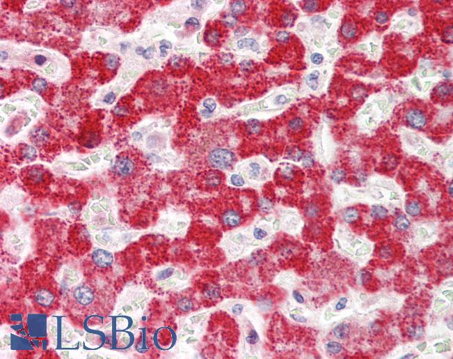 IVD Antibody - Human Liver: Formalin-Fixed, Paraffin-Embedded (FFPE).  This image was taken for the unconjugated form of this product. Other forms have not been tested.