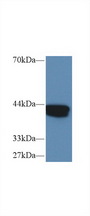 IVD Antibody - Western Blot; Sample: Human MCF7 cell lysate; Primary Ab: 1µg/ml Rabbit Anti-Human IVD Antibody Second Ab: 0.2µg/mL HRP-Linked Caprine Anti-Rabbit IgG Polyclonal Antibody