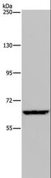 IVL / Involucrin Antibody - Western blot analysis of HeLa cell, using IVL Polyclonal Antibody at dilution of 1:200.