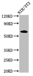 IVL / Involucrin Antibody - Positive Western Blot detected in NIH/3T3 whole cell lysate. All lanes: IVL antibody at 3.2 µg/ml Secondary Goat polyclonal to rabbit IgG at 1/50000 dilution. Predicted band size: 69 KDa. Observed band size: 69 KDa