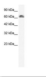 IVNS1ABP / NS1-BP Antibody - K562 Cell Lysate.  This image was taken for the unconjugated form of this product. Other forms have not been tested.