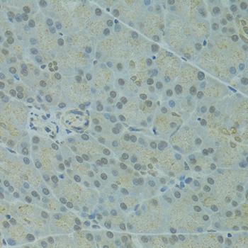 IVNS1ABP / NS1-BP Antibody - Immunohistochemistry of paraffin-embedded Rat pancreas using IVNS1ABP Polyclonal Antibody at dilution of 1:100 (40x lens).