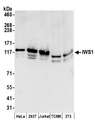 IWS1 Antibody - Detection of human and mouse IWS1 by western blot. Samples: Whole cell lysate (50 µg) from HeLa, HEK293T, Jurkat, mouse TCMK-1, and mouse NIH 3T3 cells prepared using NETN lysis buffer. Antibodies: Affinity purified rabbit anti-IWS1 antibody used for WB at 0.4 µg/ml. Detection: Chemiluminescence with an exposure time of 30 seconds.