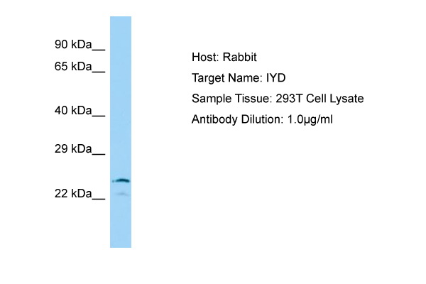 IYD Antibody -  This image was taken for the unconjugated form of this product. Other forms have not been tested.