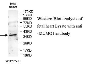 IZUMO1 / IZUMO Antibody