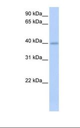 IZUMO1 / IZUMO Antibody - Fetal heart lysate. Antibody concentration: 1.0 ug/ml. Gel concentration: 12%.  This image was taken for the unconjugated form of this product. Other forms have not been tested.