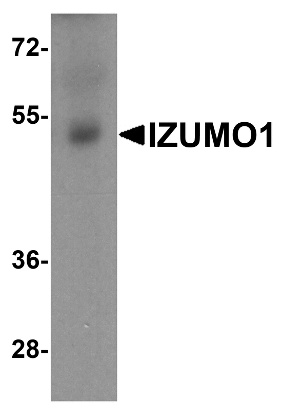 IZUMO1 / IZUMO Antibody - Western blot analysis of IZUMO1 in human testis tissue lysate with IZUMO1 antibody at 1 ug/ml.