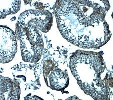 IZUMO1 / IZUMO Antibody - Immunohistochemistry of IZUMO1 in human testis tissue with IZUMO1 antibody at 2.5 ug/mL.