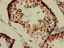 IZUMO1 / IZUMO Antibody - Immunohistochemistry of paraffin-embedded human testis tissue using IZUMO1 Antibody at dilution of 1:100