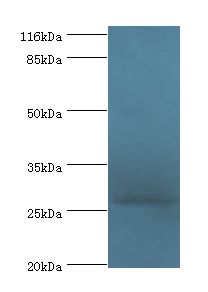 IZUMO4 Antibody - Western blot. All lanes: Izumo sperm-egg fusion protein 4 antibody at 2 ug/ml+rat gonad tissue. Secondary antibody: Goat polyclonal to rabbit at 1:10000 dilution. Predicted band size: 27 kDa. Observed band size: 27 kDa.  This image was taken for the unconjugated form of this product. Other forms have not been tested.
