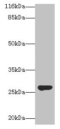 IZUMO4 Antibody - Western blot All lanes: Izumo sperm-egg fusion protein 4 antibody at 2µg/ml + Rat gonad tissue Secondary Goat polyclonal to rabbit IgG at 1/10000 dilution Predicted band size: 27, 25, 18, 19 kDa Observed band size: 27 kDa