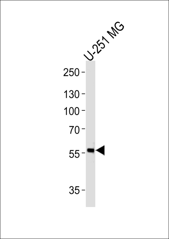 JADE1 / PHF17 Antibody - Western blot of lysate from U-251 MG cell line, using PHF17 Antibody. Antibody was diluted at 1:1000 at each lane. A goat anti-rabbit IgG H&L (HRP) at 1:5000 dilution was used as the secondary antibody. Lysate at 35ug per lane.