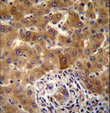 JADE1 / PHF17 Antibody - PHF17 Antibody immunohistochemistry of formalin-fixed and paraffin-embedded human liver tissue followed by peroxidase-conjugated secondary antibody and DAB staining.